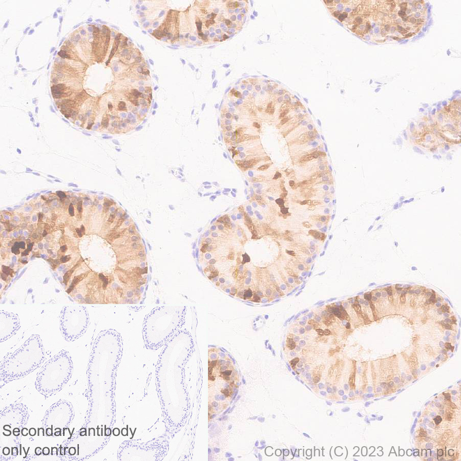 Immunohistochemistry (Formalin/PFA-fixed paraffin-embedded sections) - Anti-Indoleamine 2, 3-dioxygenase antibody [EPR28349-89] (ab311847), expandable thumbnail