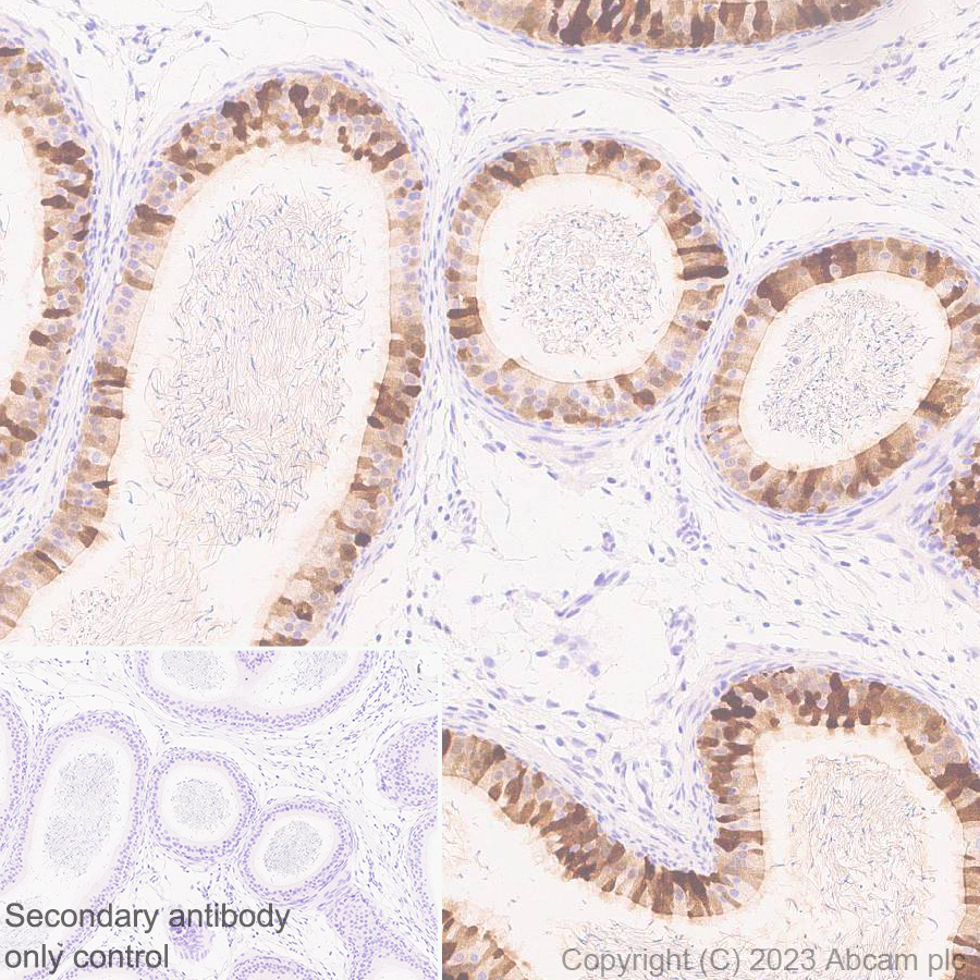 Immunohistochemistry (Formalin/PFA-fixed paraffin-embedded sections) - Anti-Indoleamine 2, 3-dioxygenase antibody [EPR28349-89] (ab311847), expandable thumbnail