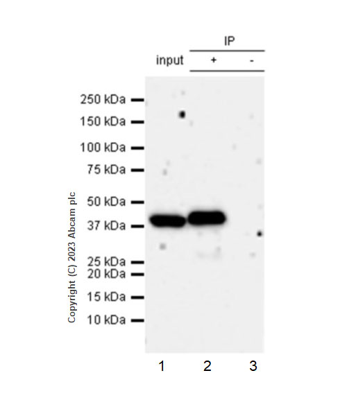 Immunoprecipitation - Anti-Indoleamine 2, 3-dioxygenase antibody [EPR28349-89] (ab311847), expandable thumbnail