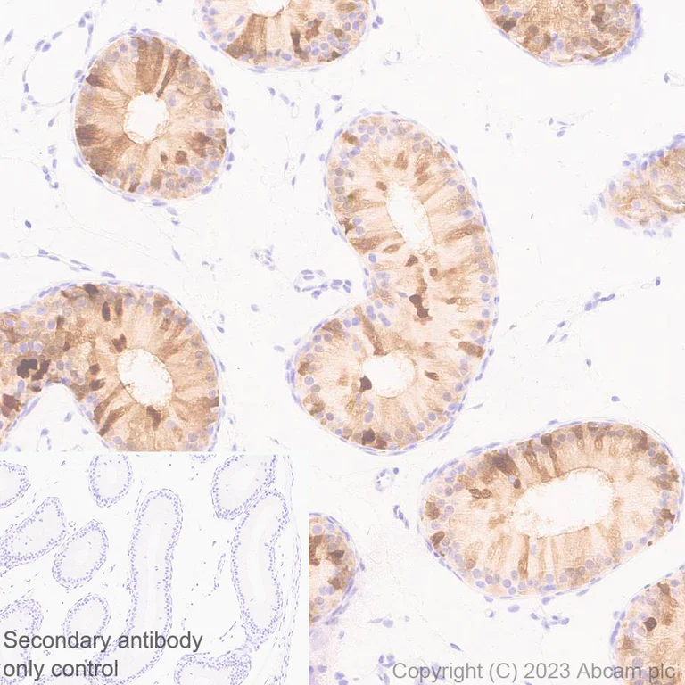 Immunohistochemistry (Formalin/PFA-fixed paraffin-embedded sections) - Anti-Indoleamine 2, 3-dioxygenase antibody [EPR28349-89] - BSA and Azide free (AB311848)