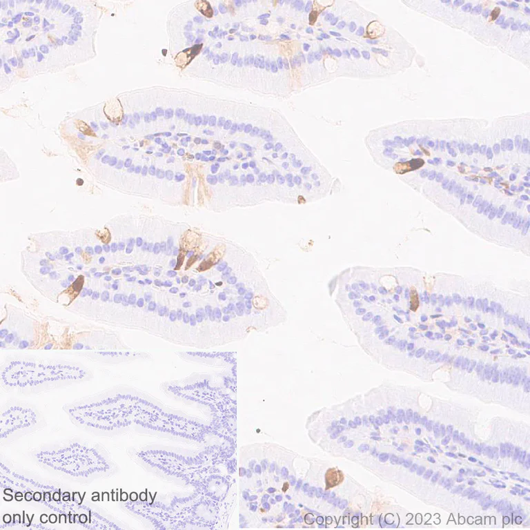Immunohistochemistry (Formalin/PFA-fixed paraffin-embedded sections) - Anti-Indoleamine 2, 3-dioxygenase antibody [EPR28349-89] - BSA and Azide free (AB311848)