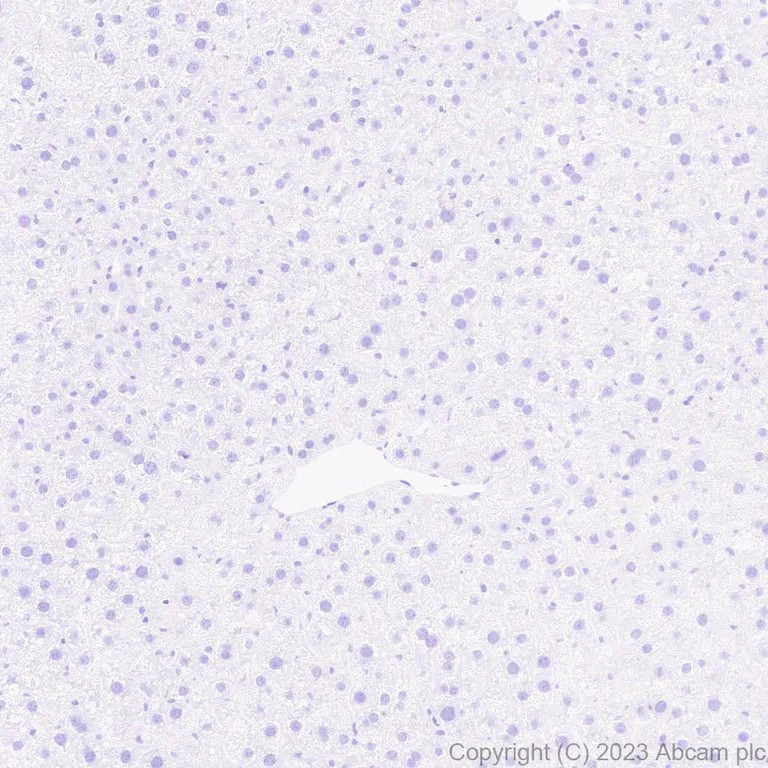 Immunohistochemistry (Formalin/PFA-fixed paraffin-embedded sections) - Anti-Indoleamine 2, 3-dioxygenase antibody [EPR28349-89] - BSA and Azide free (AB311848)