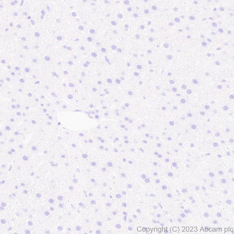 Immunohistochemistry (Formalin/PFA-fixed paraffin-embedded sections) - Anti-Indoleamine 2, 3-dioxygenase antibody [EPR28349-89] - BSA and Azide free (AB311848)