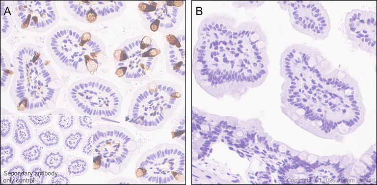 Immunohistochemistry (Formalin/PFA-fixed paraffin-embedded sections) - Anti-Indoleamine 2, 3-dioxygenase antibody [EPR28349-89] - BSA and Azide free (AB311848)