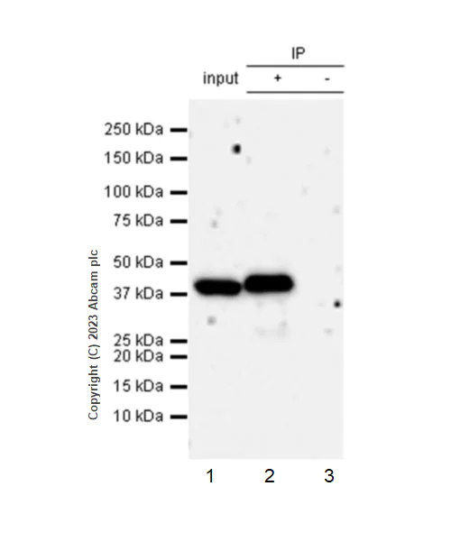 Immunoprecipitation - Anti-Indoleamine 2, 3-dioxygenase antibody [EPR28349-89] - BSA and Azide free (AB311848)