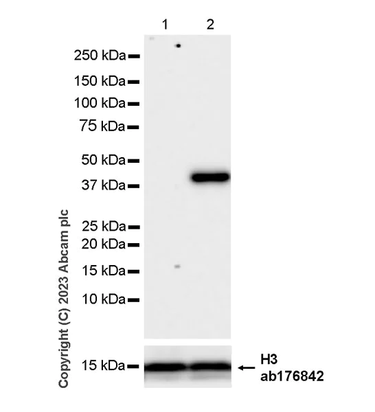 Western blot - Anti-Indoleamine 2, 3-dioxygenase antibody [EPR28349-89] - BSA and Azide free (AB311848)