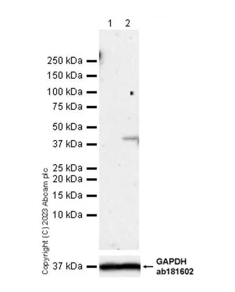 Western blot - Anti-Indoleamine 2, 3-dioxygenase antibody [EPR28349-89] - BSA and Azide free (AB311848)