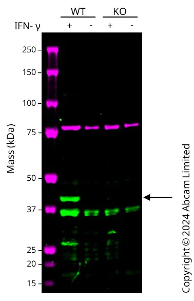 Western blot - Anti-Indoleamine 2, 3-dioxygenase antibody [EPR28349-89] - BSA and Azide free (AB311848)