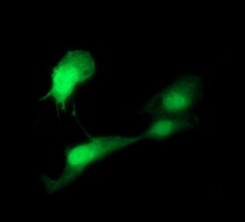 Immunocytochemistry/ Immunofluorescence - Anti-Indoleamine 2, 3-dioxygenase antibody [OTI1A3] (AB156787), expandable thumbnail