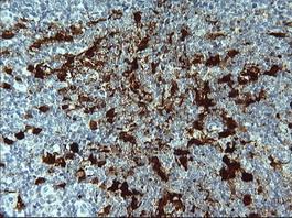 Immunohistochemistry (Formalin/PFA-fixed paraffin-embedded sections) - Anti-Indoleamine 2, 3-dioxygenase antibody [OTI1A3] (AB156787), expandable thumbnail