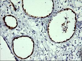 Immunohistochemistry (Formalin/PFA-fixed paraffin-embedded sections) - Anti-Indoleamine 2, 3-dioxygenase antibody [OTI1A3] (AB156787), expandable thumbnail