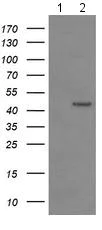 Western blot - Anti-Indoleamine 2, 3-dioxygenase antibody [OTI1A3] (AB156787)