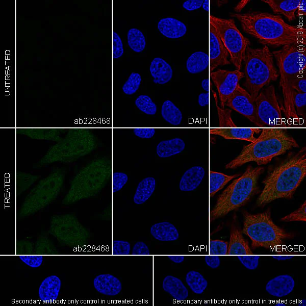 Immunocytochemistry/ Immunofluorescence - Anti-Indoleamine 2, 3-dioxygenase antibody [SP260] - BSA and Azide free (AB245737)