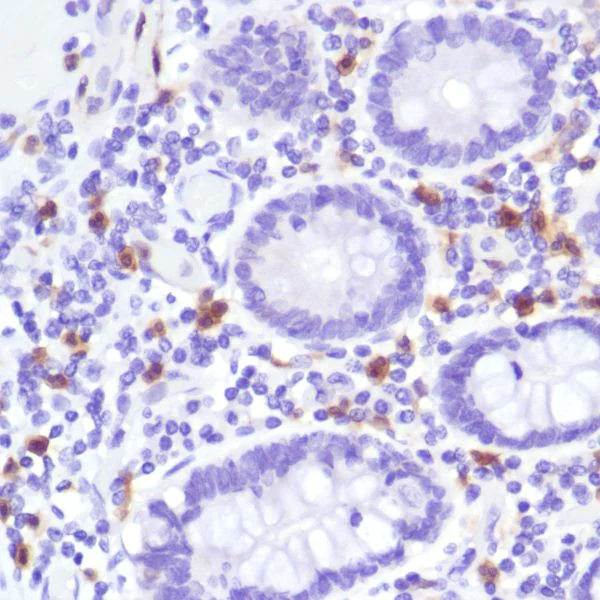 Immunohistochemistry (Formalin/PFA-fixed paraffin-embedded sections) - Anti-Indoleamine 2, 3-dioxygenase antibody [SP260] - BSA and Azide free (AB245737)