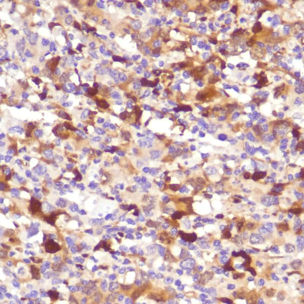 Immunohistochemistry (Formalin/PFA-fixed paraffin-embedded sections) - Anti-Indoleamine 2, 3-dioxygenase antibody [SP260] - C-terminal (AB228468)