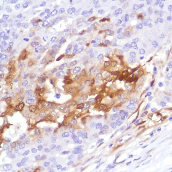 Immunohistochemistry (Formalin/PFA-fixed paraffin-embedded sections) - Anti-Indoleamine 2, 3-dioxygenase antibody [SP260] - C-terminal (AB228468)