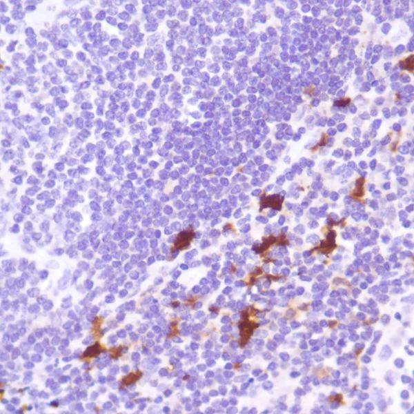 Immunohistochemistry (Formalin/PFA-fixed paraffin-embedded sections) - Anti-Indoleamine 2, 3-dioxygenase antibody [SP260] - C-terminal (AB228468)