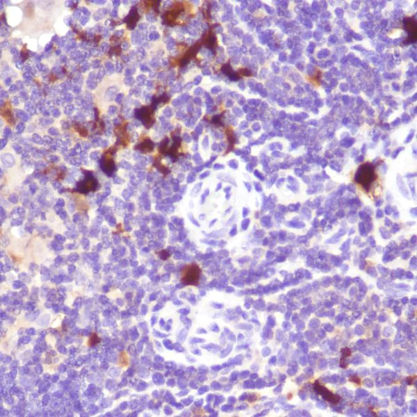 Immunohistochemistry (Formalin/PFA-fixed paraffin-embedded sections) - Anti-Indoleamine 2, 3-dioxygenase antibody [SP260] - C-terminal (AB228468)