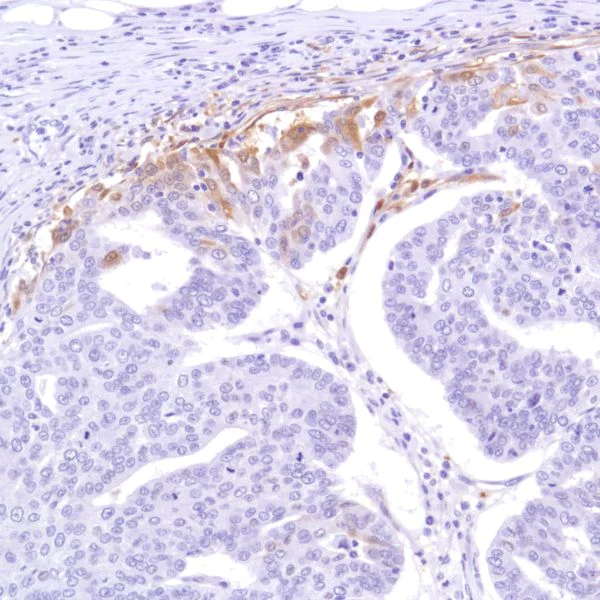 Immunohistochemistry (Formalin/PFA-fixed paraffin-embedded sections) - Anti-Indoleamine 2, 3-dioxygenase antibody [SP277] - BSA and Azide free (AB238785)