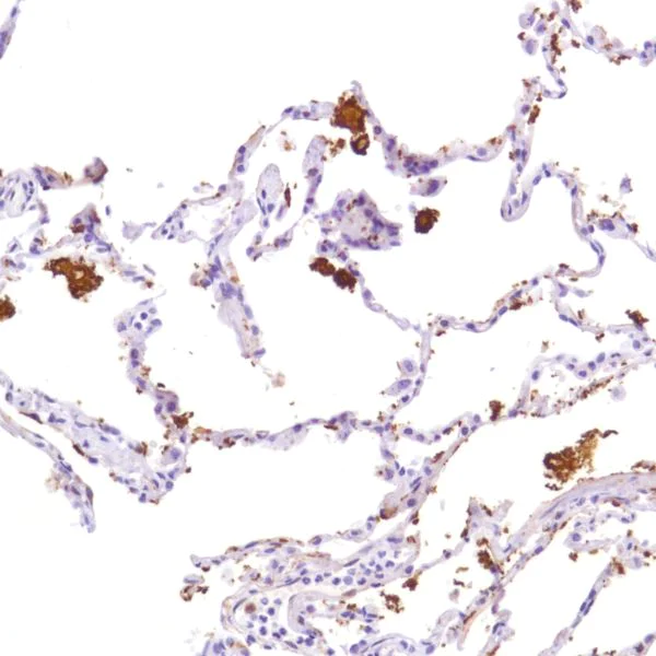 Immunohistochemistry (Formalin/PFA-fixed paraffin-embedded sections) - Anti-Indoleamine 2, 3-dioxygenase antibody [SP277] - BSA and Azide free (AB238785)