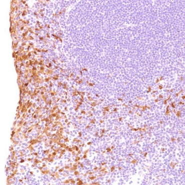 Immunohistochemistry (Formalin/PFA-fixed paraffin-embedded sections) - Anti-Indoleamine 2, 3-dioxygenase antibody [SP277] - BSA and Azide free (AB238785)