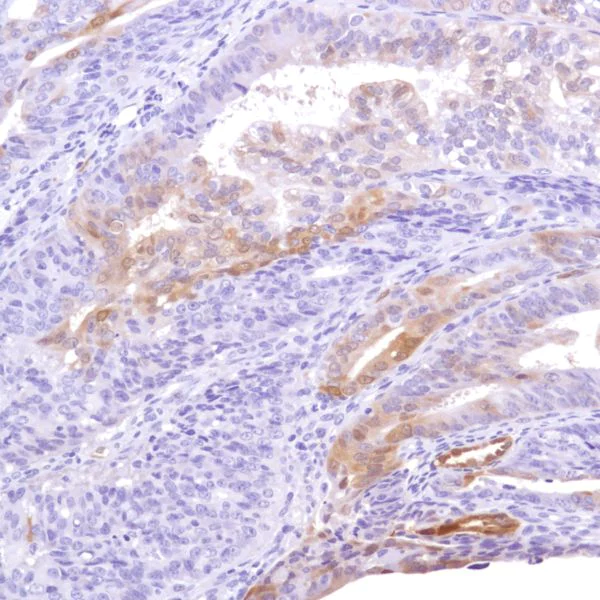 Immunohistochemistry (Formalin/PFA-fixed paraffin-embedded sections) - Anti-Indoleamine 2, 3-dioxygenase antibody [SP277] - BSA and Azide free (AB238785)