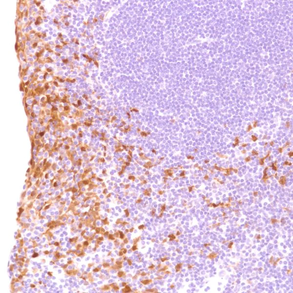 Immunohistochemistry (Formalin/PFA-fixed paraffin-embedded sections) - Anti-Indoleamine 2, 3-dioxygenase antibody [SP277] - N-terminal (AB228470)