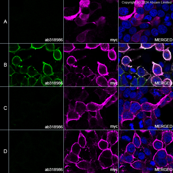 Immunocytochemistry/ Immunofluorescence - Anti-influenza A H1N1 (A/Brisbane/59/2007) neuraminidase antibody [3A2] - BSA and Azide free (AB318987), expandable thumbnail