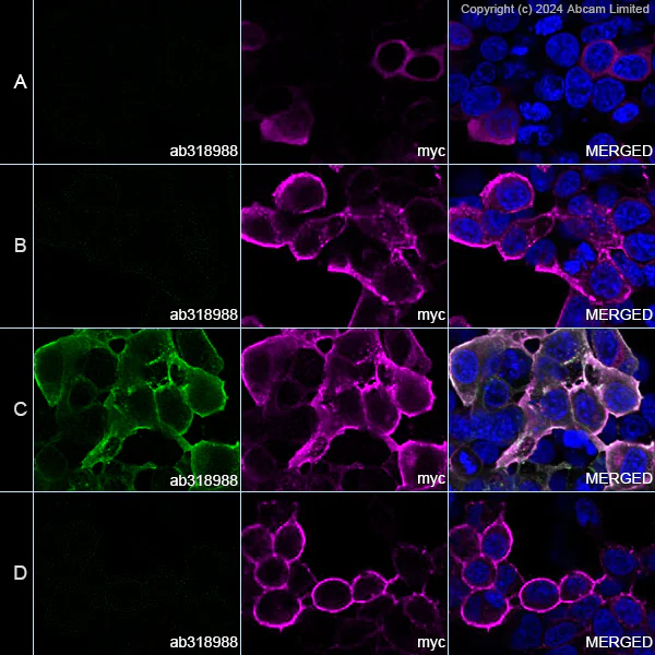 Immunocytochemistry/ Immunofluorescence - Anti-influenza A H1N1 (A/California/07/2009) neuraminidase antibody [CD6] (AB318988)