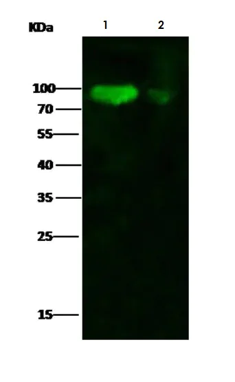 Western blot - Anti-Influenza A H1N1 hemagglutinin antibody [10] (AB281949)