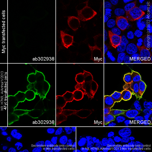 Immunocytochemistry/ Immunofluorescence - Anti-Influenza A H7N9 Neuraminidase antibody [10F4] (AB302938), expandable thumbnail