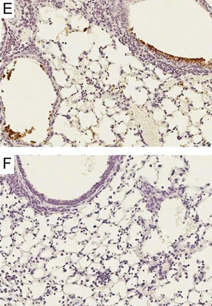 Immunohistochemistry (Formalin/PFA-fixed paraffin-embedded sections) - Anti-Influenza A Virus antibody (AB20841)