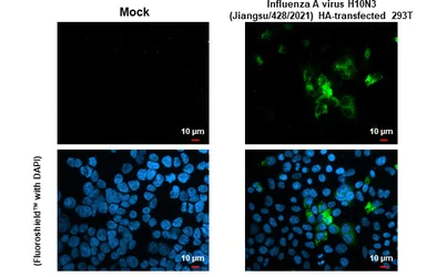 Immunocytochemistry/ Immunofluorescence - Anti-Influenza A virus H10N3 HA (Hemagglutinin) antibody [HL1559] (AB308171)