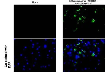 Immunohistochemistry paraffin embedded sections - Anti-Influenza A virus H10N3 HA (Hemagglutinin) antibody [HL1559] (AB308171), expandable thumbnail
