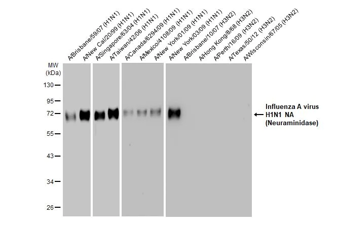 Western blot - Anti-Influenza A virus H1N1 NA Neuraminidase antibody [HL1108] (AB308340)