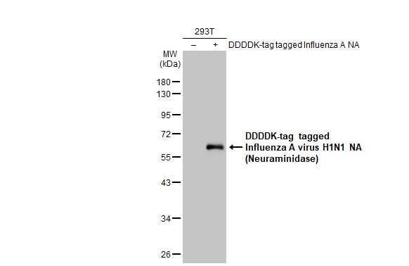 Western blot - Anti-Influenza A virus H1N1 NA Neuraminidase antibody [HL1108] (AB308340)