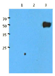 Western blot - Anti-Influenza A Virus Hemagglutinin antibody [AT1B7] (AB139361)