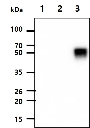 Western blot - Anti-Influenza A Virus Hemagglutinin antibody [AT1B7] (AB139361)