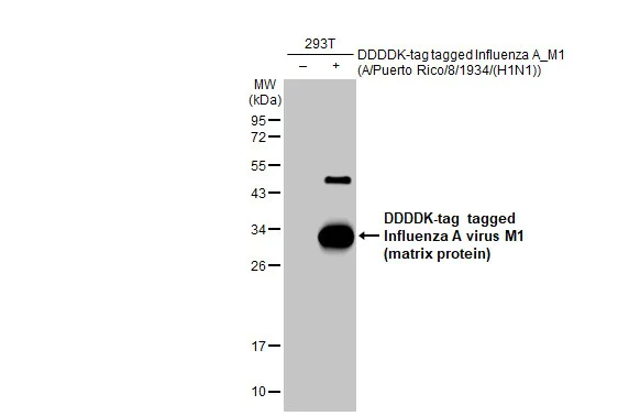 Western blot - Anti-Influenza A virus M1 matrix protein antibody [HL1273] (AB308354)