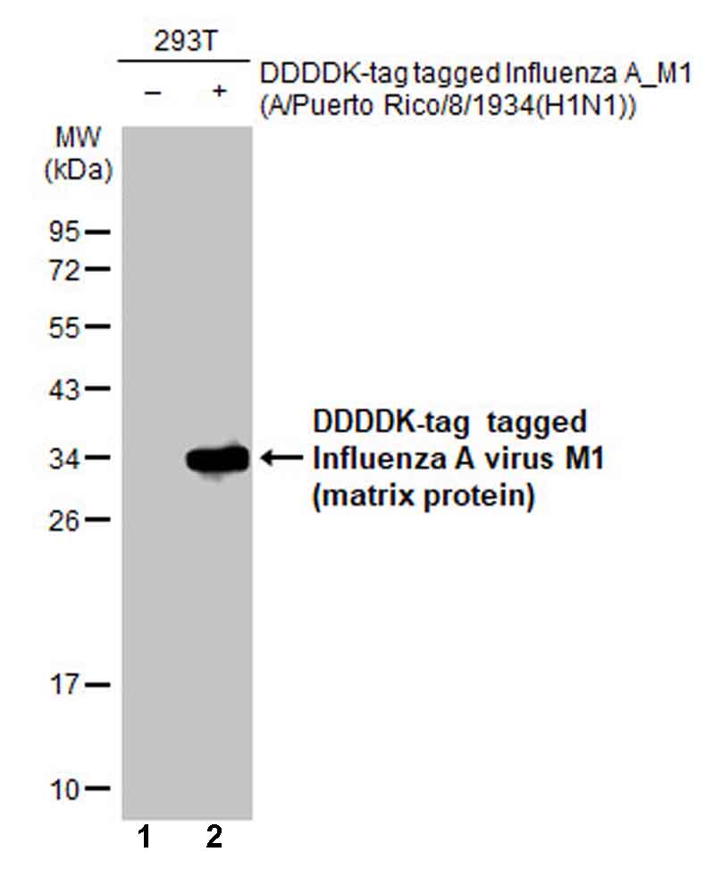 Western blot - Anti-Influenza A virus M1 (matrix protein) antibody [HL1275] (AB306544), expandable thumbnail