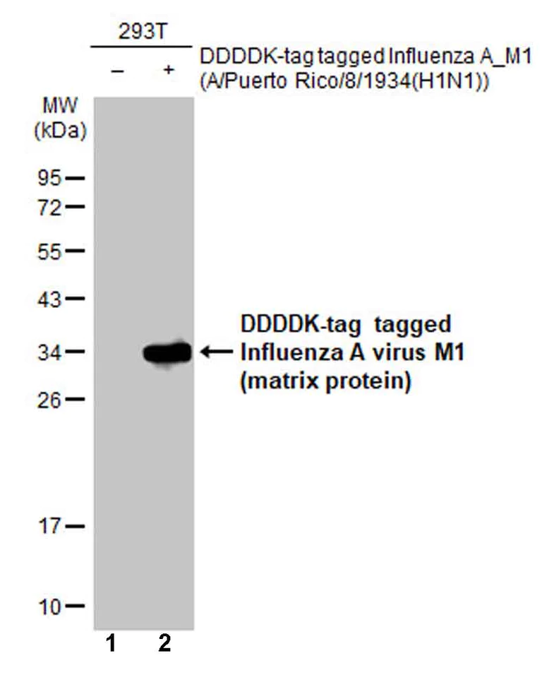 Western blot - Anti-Influenza A virus M1 (matrix protein) antibody [HL1275] (AB306544)