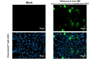 Immunocytochemistry/ Immunofluorescence - Anti-Influenza A virus M2 (matrix protein) antibody [HL1856] (AB308200)