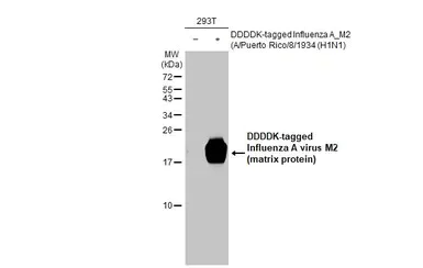 Western blot - Anti-Influenza A virus M2 (matrix protein) antibody [HL1856] (AB308200)