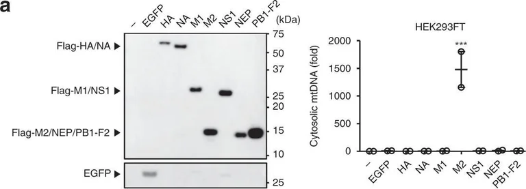 Western blot - Anti-Influenza A Virus M2 Protein antibody [14C2] (AB5416)
