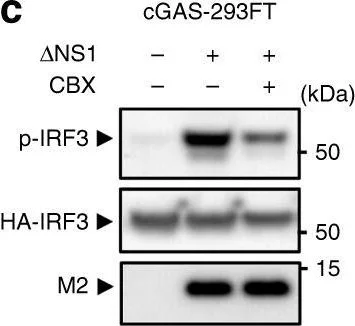 Western blot - Anti-Influenza A Virus M2 Protein antibody [14C2] (AB5416)