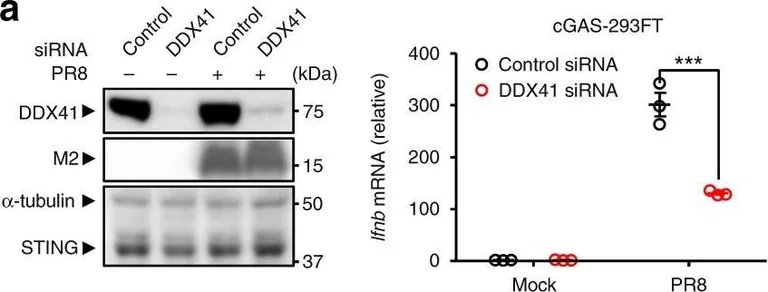 Western blot - Anti-Influenza A Virus M2 Protein antibody [14C2] (AB5416)