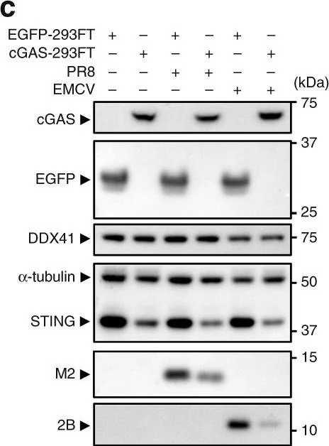 Western blot - Anti-Influenza A Virus M2 Protein antibody [14C2] (AB5416)