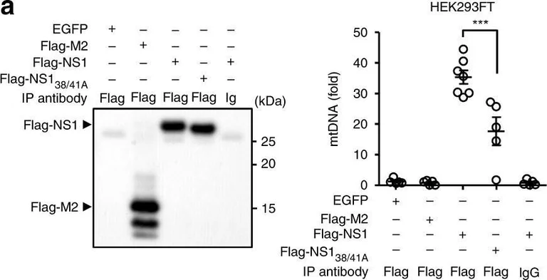 Western blot - Anti-Influenza A Virus M2 Protein antibody [14C2] (AB5416)