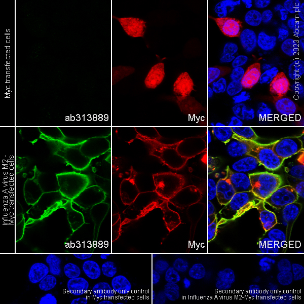 Immunocytochemistry/ Immunofluorescence - Anti-Influenza A Virus M2 Protein antibody [EPR28252-11] - BSA and Azide free (AB313890), expandable thumbnail