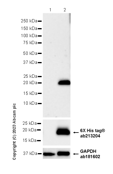 Western blot - Anti-Influenza A Virus M2 Protein antibody [EPR28252-11] - BSA and Azide free (AB313890), expandable thumbnail